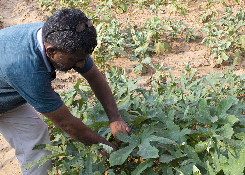 oddafip_amandine%20petroff1